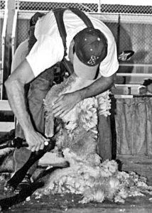 Shearing Sheep
